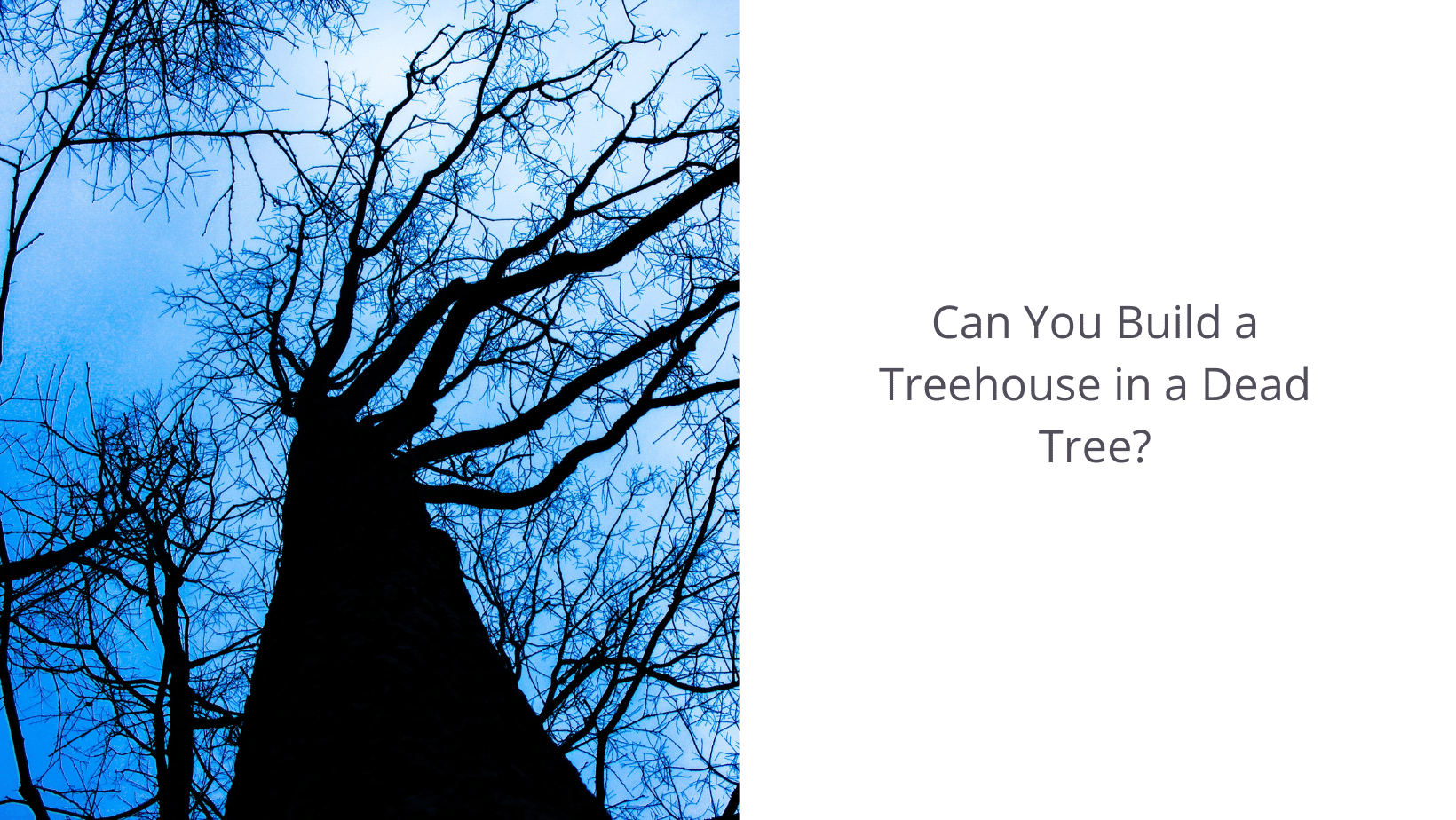 Can You Build A Treehouse In A Dead Tree