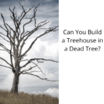 Can You Build a Treehouse in a Dead Tree?