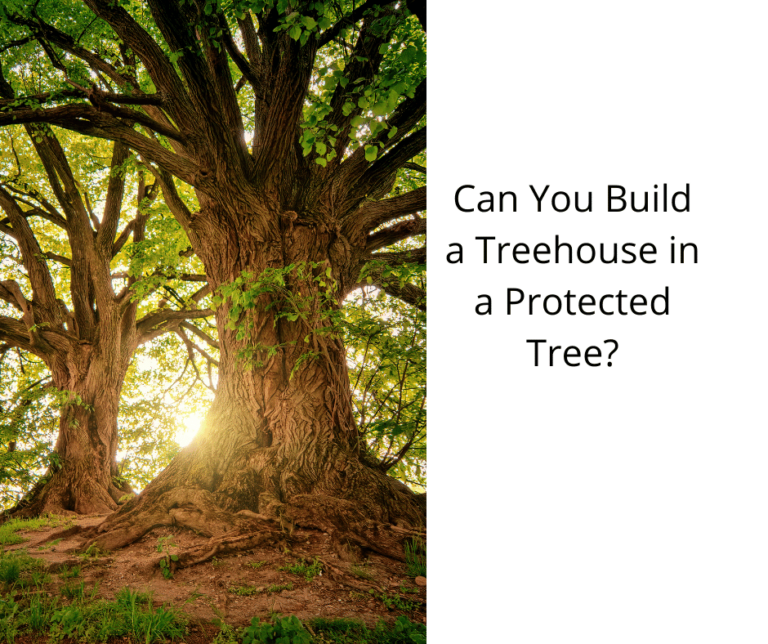 Can You Build a Treehouse in a Protected Tree? Tiny House 43