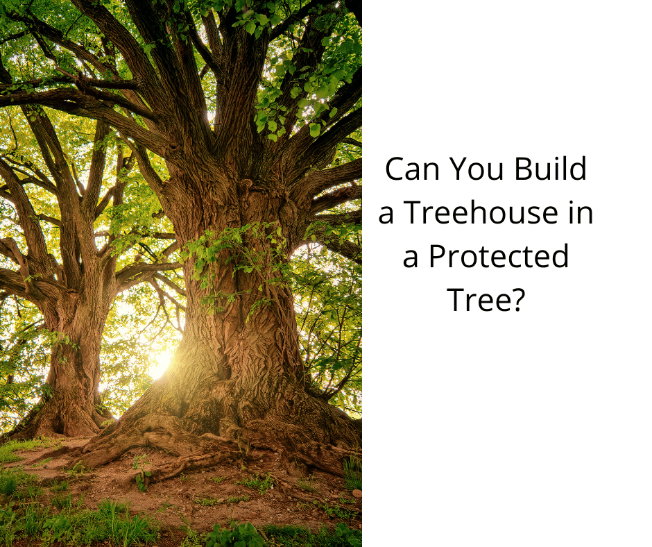 Can You Build a Treehouse in a Protected Tree?