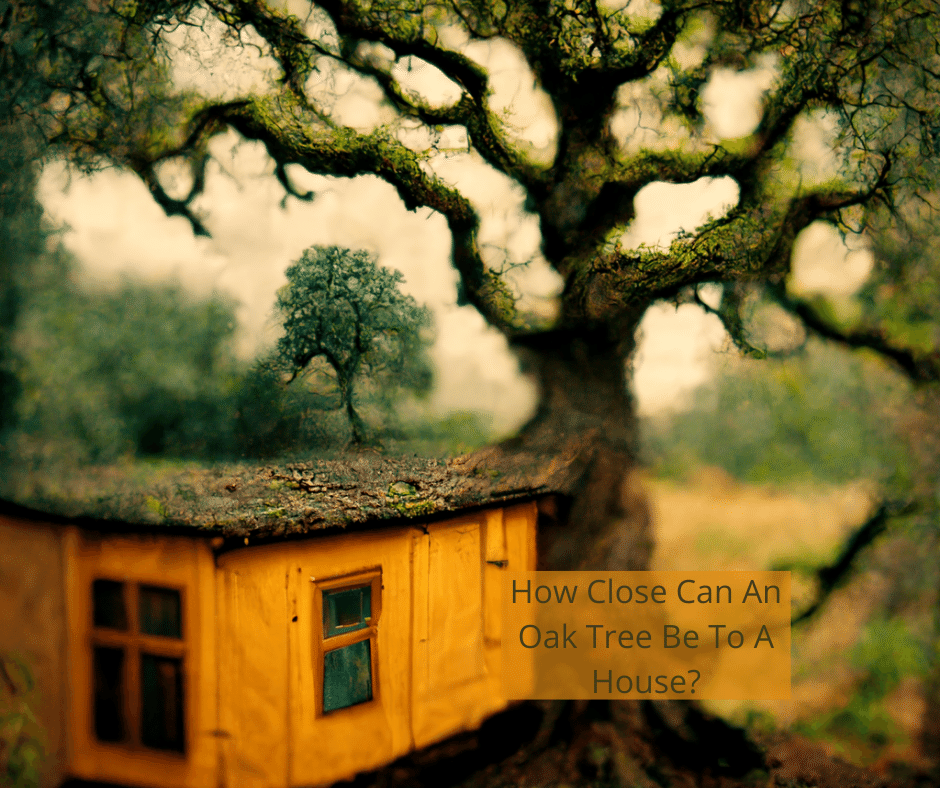 How Close Can An Oak Tree Be To A House?