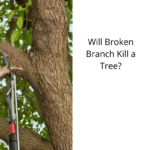 Will Broken Branch Kill a Tree?