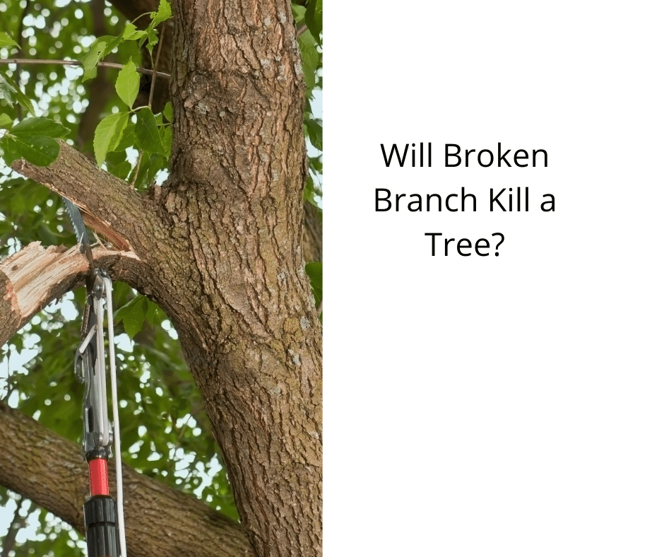 Will Broken Branch Kill a Tree?
