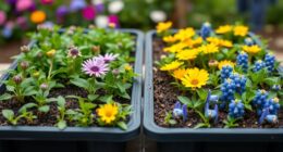 native wildflower plug trays
