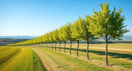 windbreak tree planting