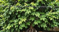 maintain trees near utilities