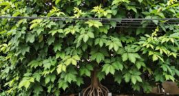maintain trees near utilities