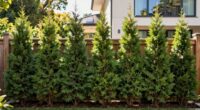 strategic planting for sunlight