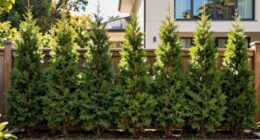 strategic planting for sunlight