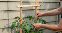 After Years of Cages, I Tried the Florida Weave Method for Trellising Tomatoes—and I’m Not Going Back